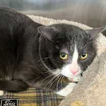 Thumbnail photo of Scamp #1