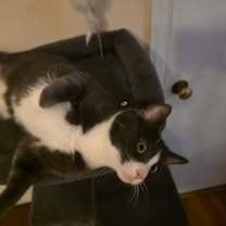 Thumbnail photo of Scamp #2