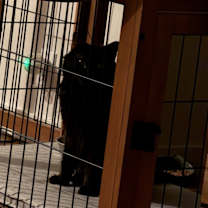 Thumbnail photo of Ghoul #3