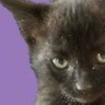 Thumbnail photo of Sweetgum #1