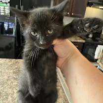 Thumbnail photo of Sweetgum #2