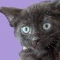 Thumbnail photo of Oak #1