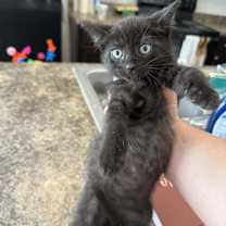 Thumbnail photo of Oak #2