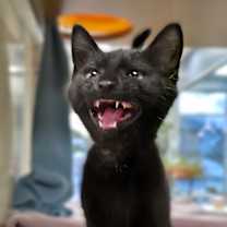 Thumbnail photo of C25-235 Sugar Cookie #1