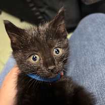 Thumbnail photo of C25-235 Sugar Cookie #2