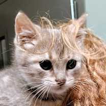 Thumbnail photo of C25-240 Biscotti #2