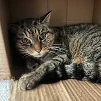 Thumbnail photo of Pisica #1