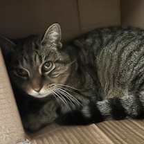 Thumbnail photo of Pisica #2