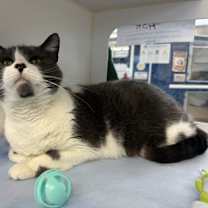 Thumbnail photo of Ash #2