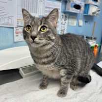 Thumbnail photo of Rio #1