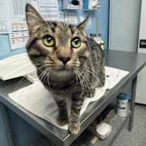 Thumbnail photo of Yukon #1