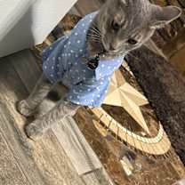 Thumbnail photo of Leo #4