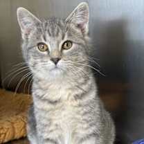 Thumbnail photo of Koukla #3