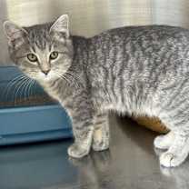 Thumbnail photo of Koukla #4