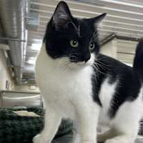 Thumbnail photo of Pixie #1