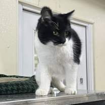 Thumbnail photo of Pixie #2