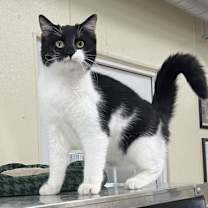 Thumbnail photo of Pixie #3