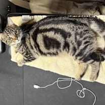 Thumbnail photo of Goku #1