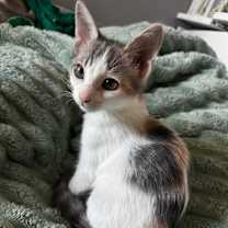 Thumbnail photo of Daphne 4947 #2