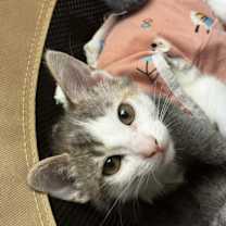 Thumbnail photo of Daphne 4947 #3