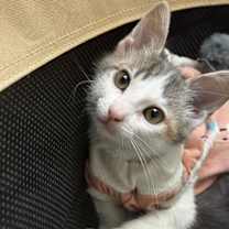 Thumbnail photo of Daphne 4947 #4