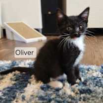 Thumbnail photo of Oliver 4944 #2