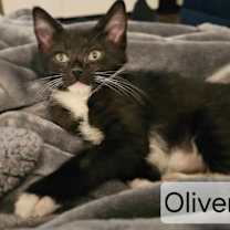 Thumbnail photo of Oliver 4944 #3