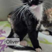Thumbnail photo of Oliver 4944 #4