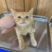 Thumbnail photo of Cat 27285 (Zinnia) #4