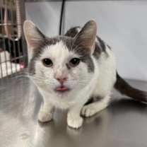 Thumbnail photo of Peekaboo #1