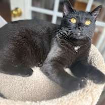 Thumbnail photo of Olive #3