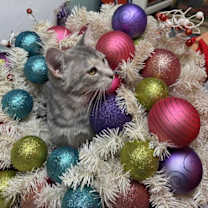 Thumbnail photo of Gidget #1