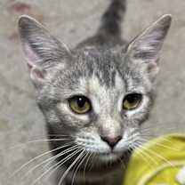 Thumbnail photo of Gidget #3