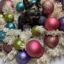 Thumbnail photo of Lilo #1