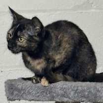 Thumbnail photo of Lilo #2