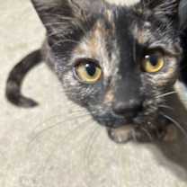 Thumbnail photo of Lilo #3