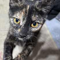 Thumbnail photo of Lilo #4