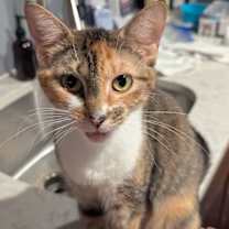 Thumbnail photo of Lilith #1