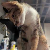 Thumbnail photo of Lilith #2