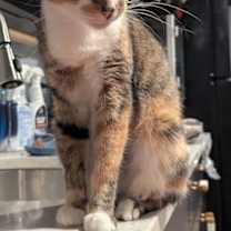 Thumbnail photo of Lilith #3