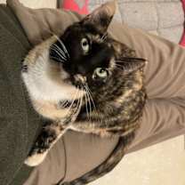 Thumbnail photo of Missy #2