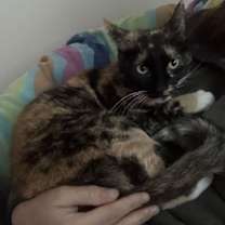 Thumbnail photo of Missy #4