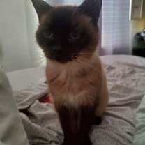 Thumbnail photo of Mocha #3