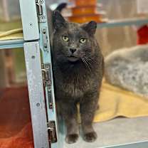 Thumbnail photo of Silver #1