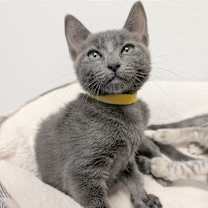 Thumbnail photo of Miss Mustard #1