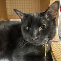 Thumbnail photo of Eclipse #1