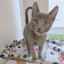 Thumbnail photo of Miss White #2