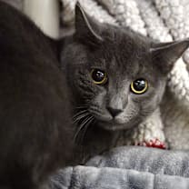 Thumbnail photo of Slate #1