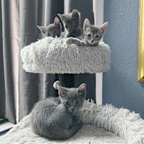 Thumbnail photo of Miss White #4