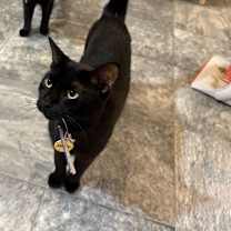 Thumbnail photo of Eclipse #3